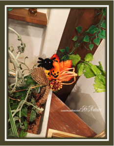 ハロウィン　ナチュ3